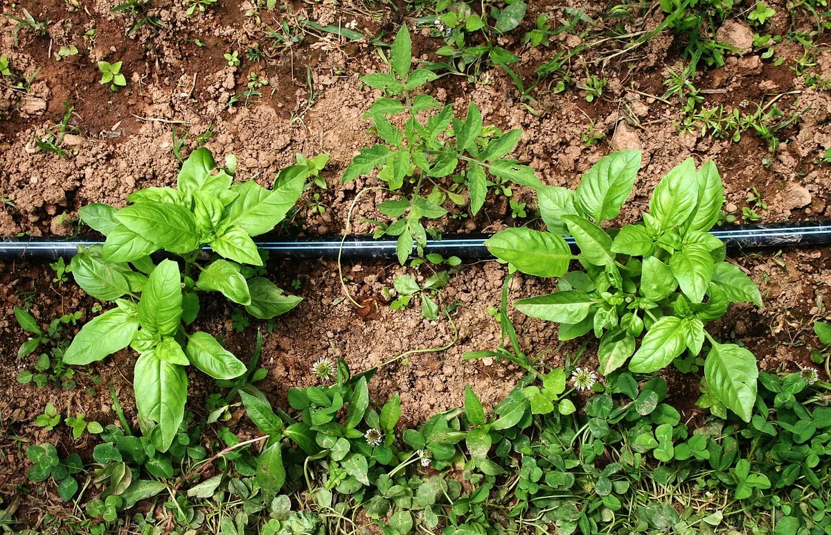 10 Common Mistakes When Setting Up a Terrace Irrigation System