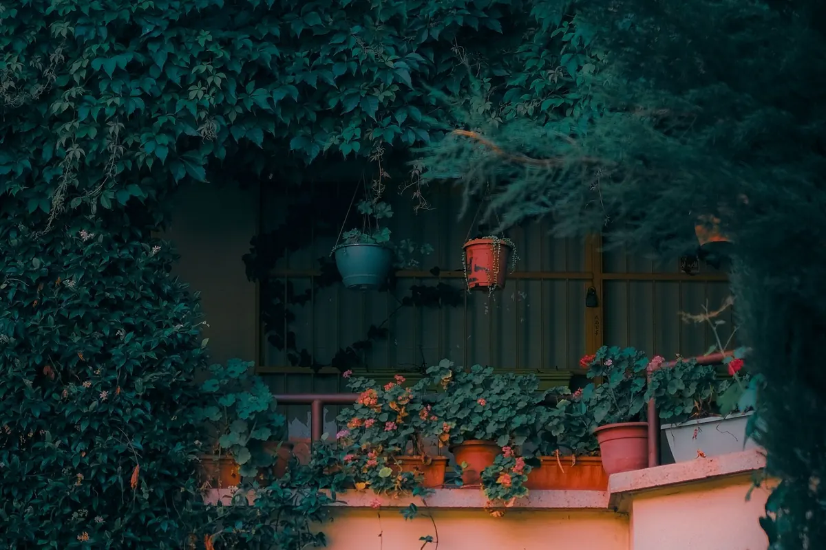 A Beginner's Guide to Container Plants for a Sunny Terrace
